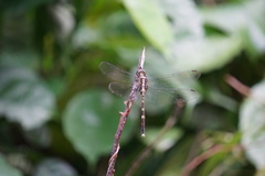 Odonata