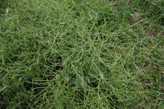 Erucastrum austroafricanum