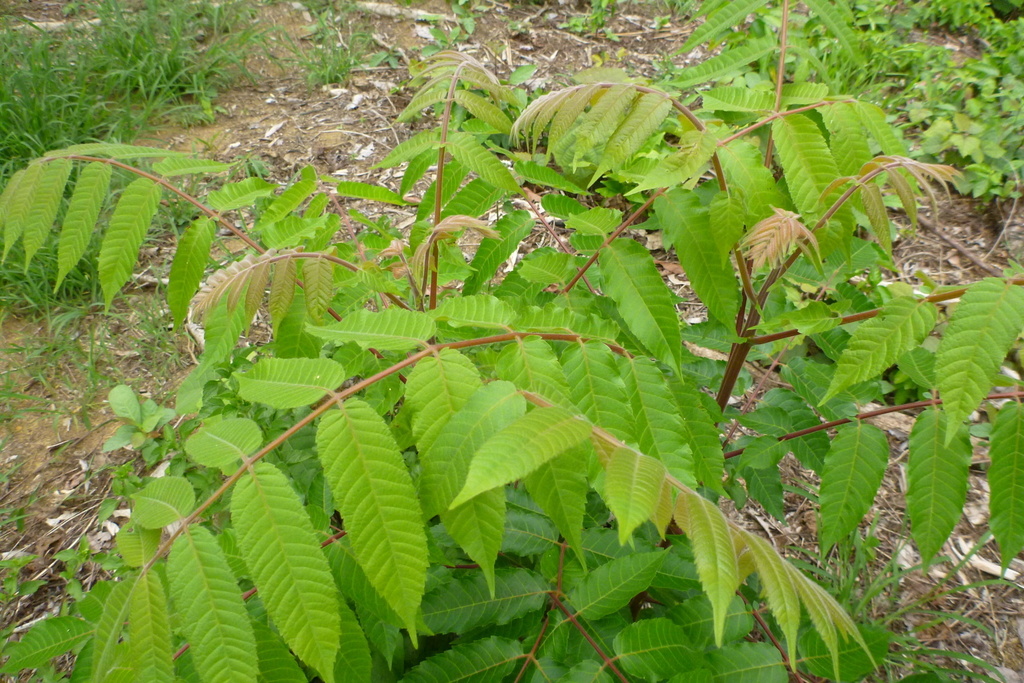Garuga floribunda