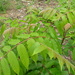 Garuga floribunda - Photo (c) coenobita, algunos derechos reservados (CC BY), subido por coenobita