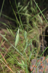 Bromus pectinatus