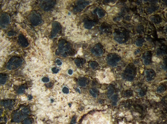 Biatora ocelliformis