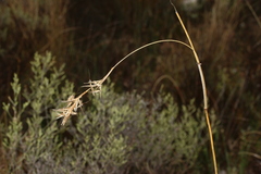 Cymbopogon marginatus