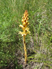 Orobanche alsatica