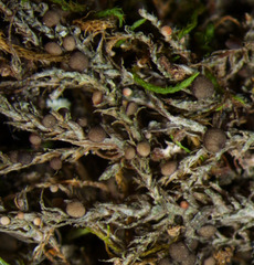 Bilimbia sabuletorum