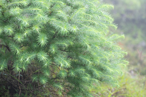 Larix griffithii, photograph 4