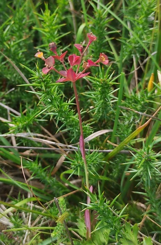 Euphorbia polygalifolia ssp. hirta