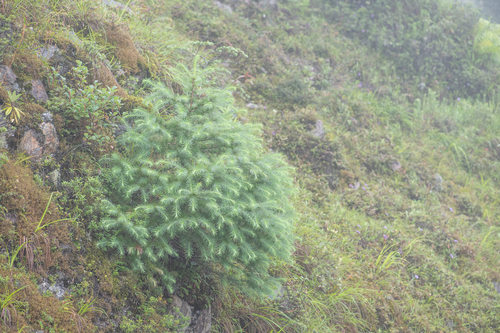 Larix griffithii, photograph 5