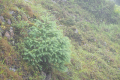 (c) Morten Ross, some rights reserved (CC BY) Larix griffithii, photograph (c) Morten Ross, some rights reserved (CC BY)