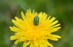 Cryptocephalus aureolus