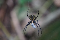 Argiope