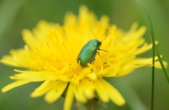 Cryptocephalus aureolus