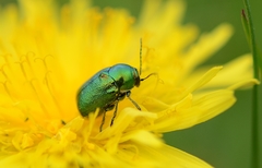 Cryptocephalus aureolus