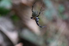Argiope