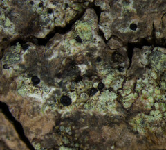 Buellia griseovirens