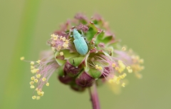 Phyllobius virideaeris
