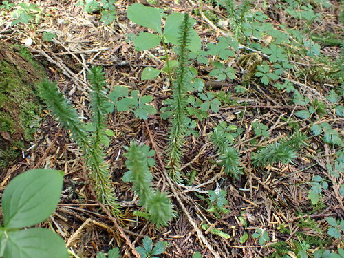 Image of Huperzia occidentalis by no rights reserved