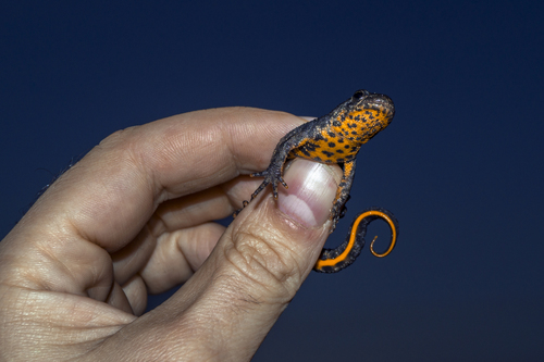 Triturus karelinii
