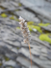 Tribolium hispidum