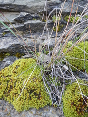 Tribolium hispidum