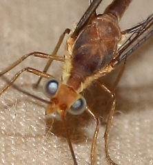 Nemopteridae