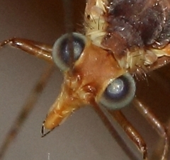 Nemopteridae