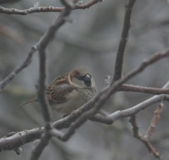 Passer domesticus