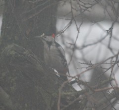 Dendrocopos syriacus