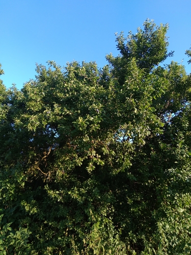 Image of Prunus insititia by (c) Markéta Žlebková, some rights reserved (CC BY-SA)