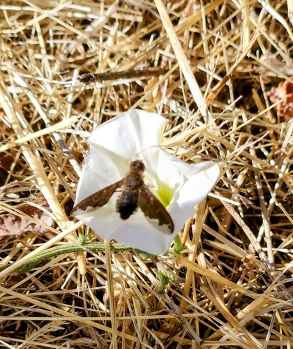 iNaturalist observation photo of Sinuous Bee Fly