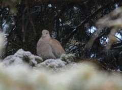 Streptopelia decaocto
