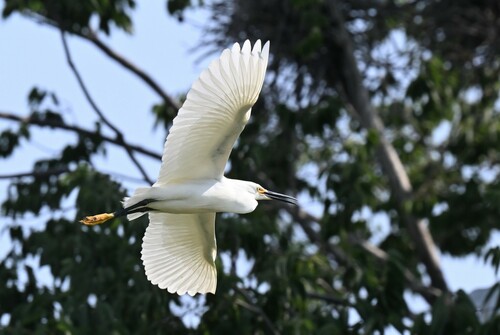 Snowy Egret photographed in Missouri