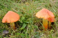 Hygrocybe intermedia