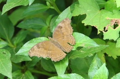 Junonia iphita