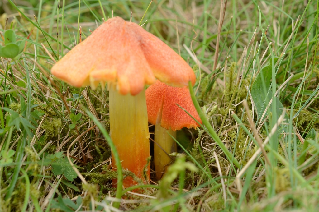 Hygrocybe sect. Microsporae