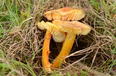 Hygrocybe intermedia