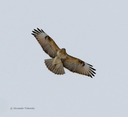Eastern Buzzard