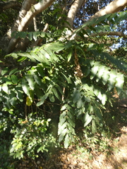Dysoxylum mollissimum