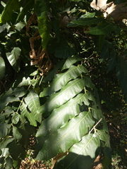 Dysoxylum mollissimum
