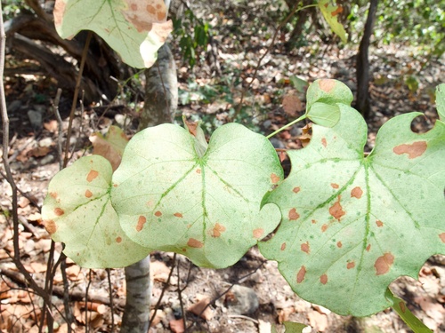 Cercis canadensis