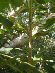 Dysoxylum mollissimum