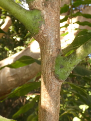 Dysoxylum mollissimum