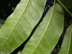 Dysoxylum mollissimum