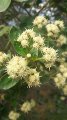 Baccharis macrantha