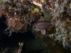 Vincentia conspersa