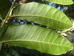 Dysoxylum mollissimum