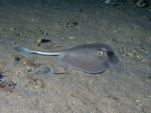 Urolophus paucimaculatus