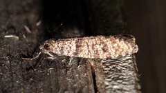 Lepidoscia annosella