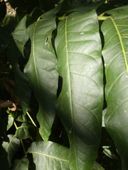 Dysoxylum mollissimum