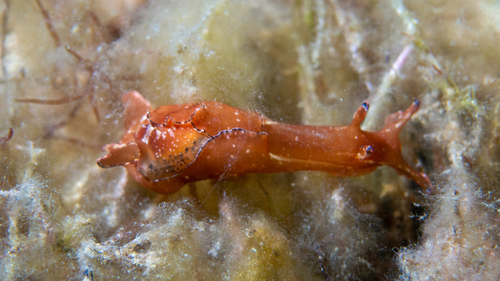 Aplysia concava